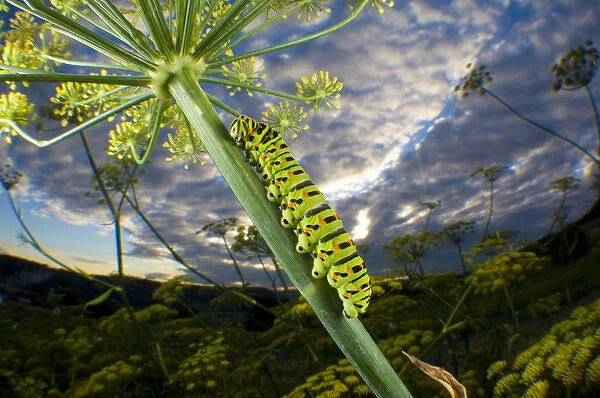 Common Yellow Swallowtail caterpillar and fisheye view to the sky (Papilio machaon)