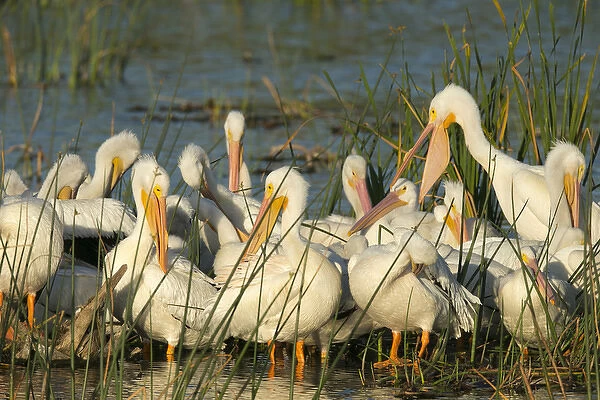 A congregation of White pelicans, Pelecanus erythrorhynchos, Viera Wetlands Florida