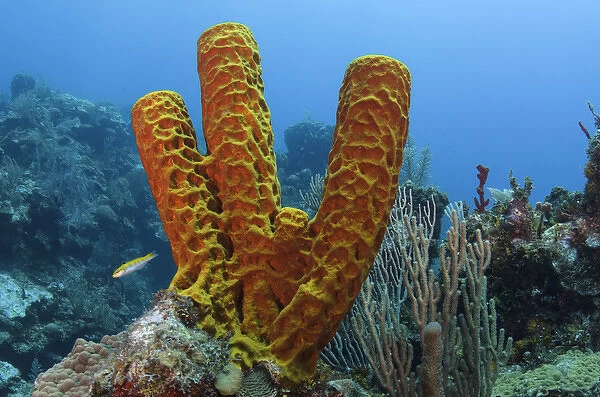 Convoluted Barrel Sponge (Aplysina lacunosa), Hol Chan Marine Reserve near Ambergris Caye
