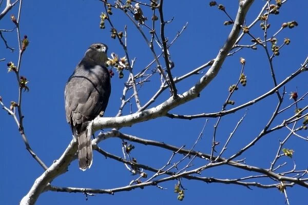 Coopers Hawk sitting in tree at Santee Lakes in San Diego