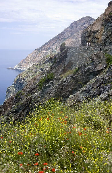 Corsica. France. Europe. Wildflowers & visitors on road cut into steep slopes above