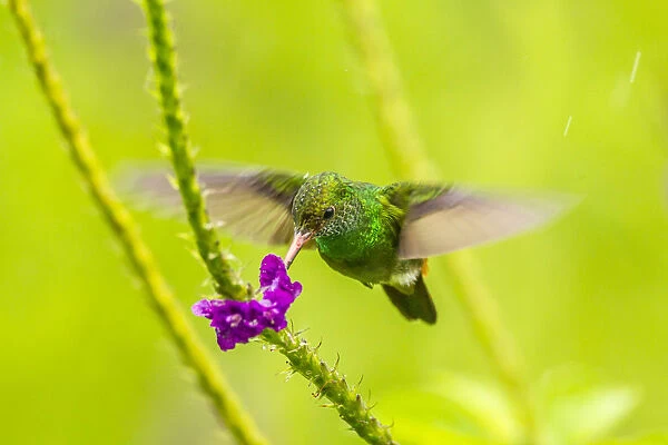 Costa Rica, Arenal. Rufous-tailed hummingbird feeding on vervain