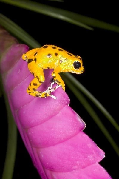 Costa Rica. Close-up of poison dart frog on pink leaf. Credit as: Jim Zuckerman  / 