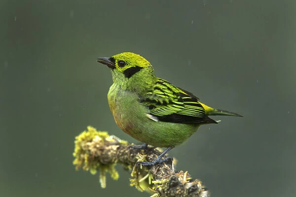 Costa Rica. Emerald tanager bird close-up