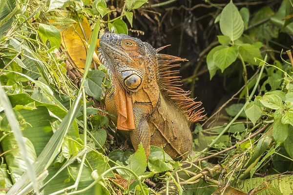 Costa Rica, La Selva Biological Research Station. Green iguana close-up. Credit as