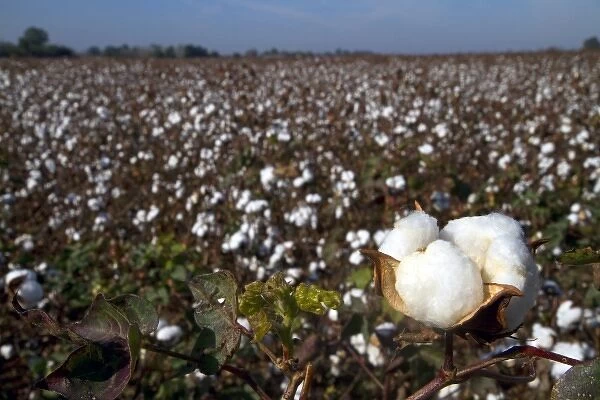 Cotton field ready for harvest in the American South