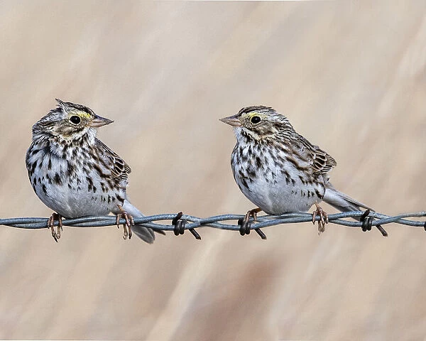A couple of sparrow communicating while sitting on a barbed wire fence