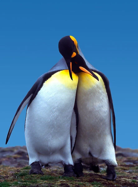 Courtship ritual of a pair of King Penguins (Aptenodytes patagonica)