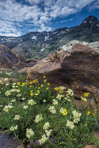 Cow parsnip, mules ear, and quartzite rock in Twin Peaks Wilderness