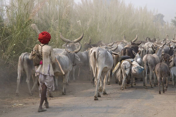 Cows on the road, Delhi, India