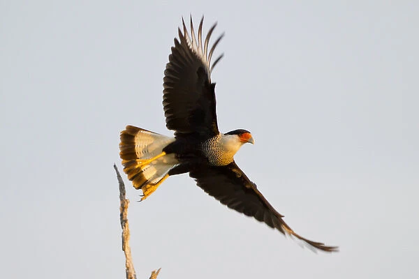 Crested Caracara (Caricara cheriway) adult taking flight