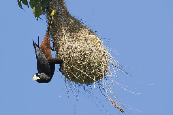 Crested oropendola hanging on side of nest
