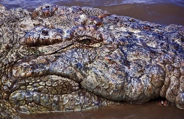 Crocodile (Crocodylus Niloticus) as seen in the Masai Mara