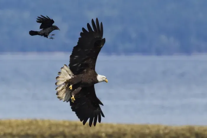 Framed Print : Crow Attacking Bald Eagle Print Framed Print : Crow Attacking Bald Eagle Print
