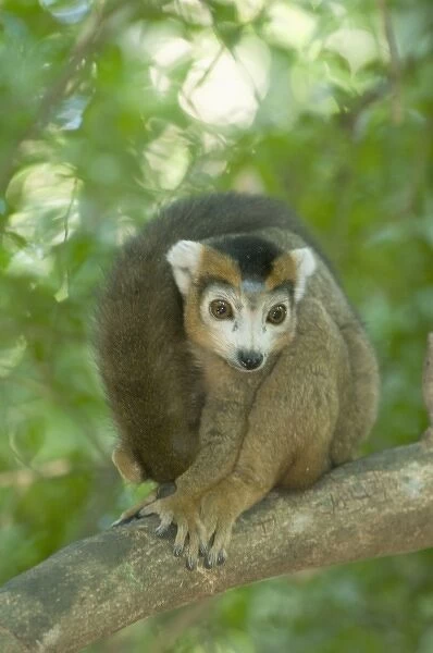 Crowned Lemur, (Eulemur coronatus), Male, Ankarana National Park, Madagascar