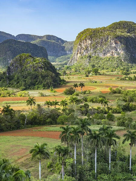 Cuba, Vinales, tobacco fields and limestone hills (mogotes)