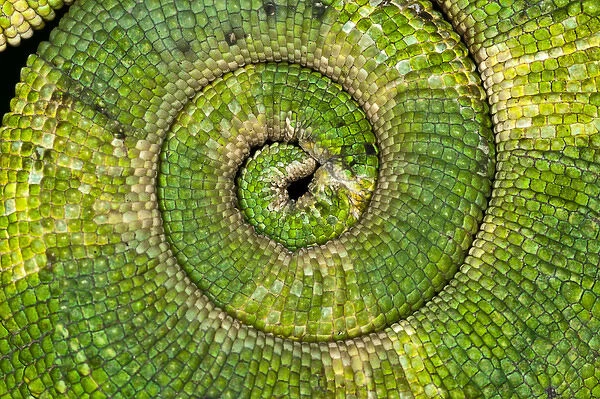 Curled tail pattern, Jacksons Chameleon, Chamaeleo jacksoni, Kenya