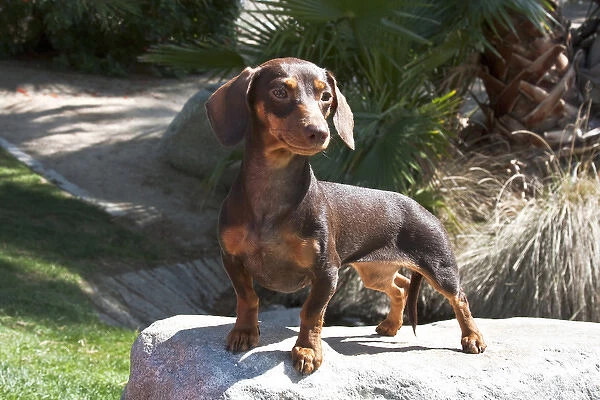 A Dachshund  /  Doxen puppy standing on a boulder at a park