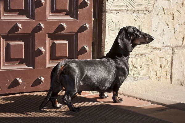 A Dachshund  /  Doxen standing in a doorway looking out