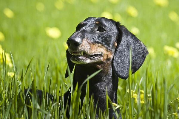 A Dachshund  /  Doxen standing in field of greenery