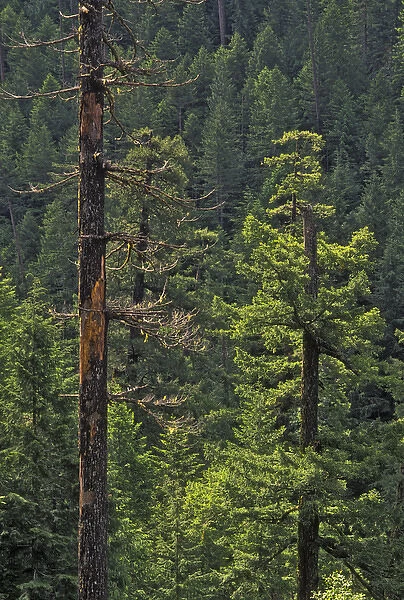 Dead snag in old growth (Ancient) Forest in Willamette National Forest near Little North Fork