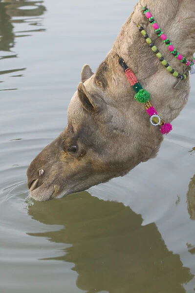 Decorated camel drinks water at Pushkar Camel Fair, Pushkar, Rajasthan, India