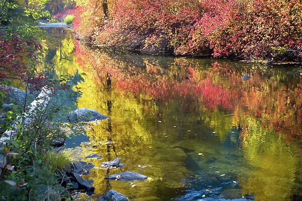 Deep Fall Colors Wenatchee River Stevens Pass Leavenworth Washington