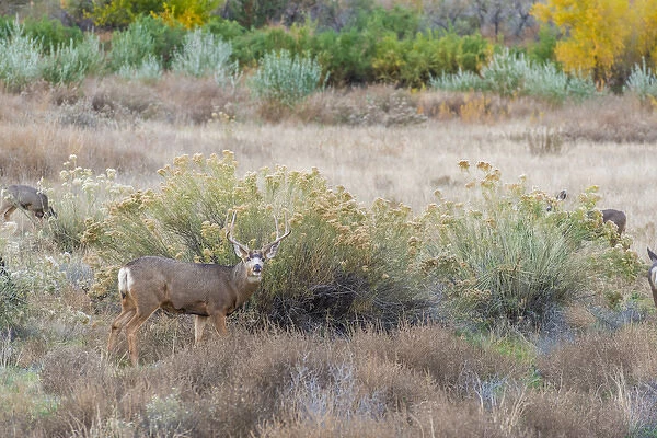 Deer outside of Moab, Utah