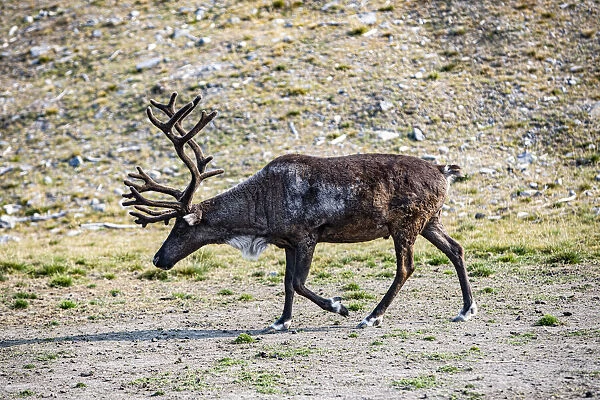 Denali, Alaska, Reindeer, large antlers, caribou