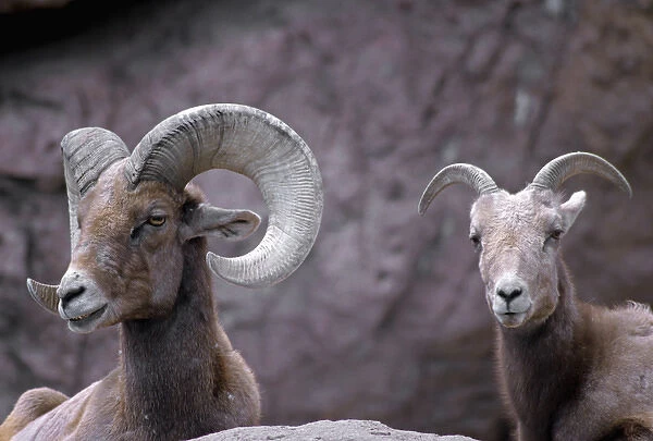 Desert bighorn sheep (Ovis canadensis nelsoni) ram (male) and ewe (female), southern Arizona