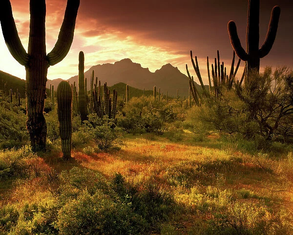 The desert glows with streaming light in Organ Pipe Cactus National Monument on the