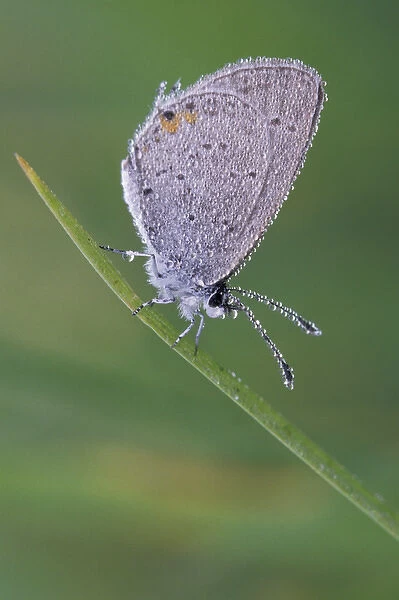 Dew-covered Eastern-tailed Blue butterfly