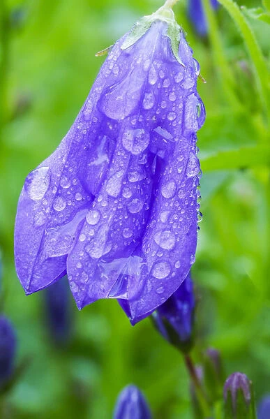 Dewdrops on bluebells