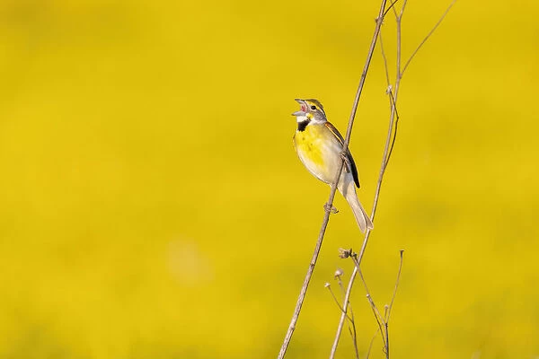 Dickcissel male singing in a field with butterweed, Marion County, Illinois