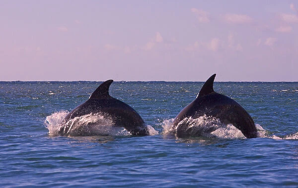 Dolphins leaping from sea, Roatan Island, Honduras