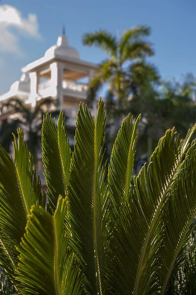 Dominican Republic, Punta Cana, Higuey, Bavaro, Riu Palace, rooftop terrace, palm tree