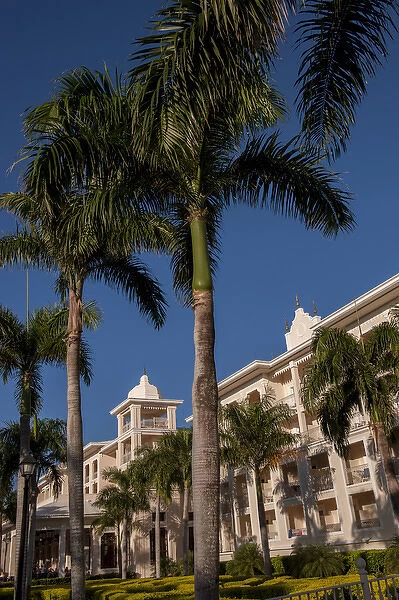 Dominican Republic, Punta Cana, Higuey, Bavaro, Riu Palace, palm tree