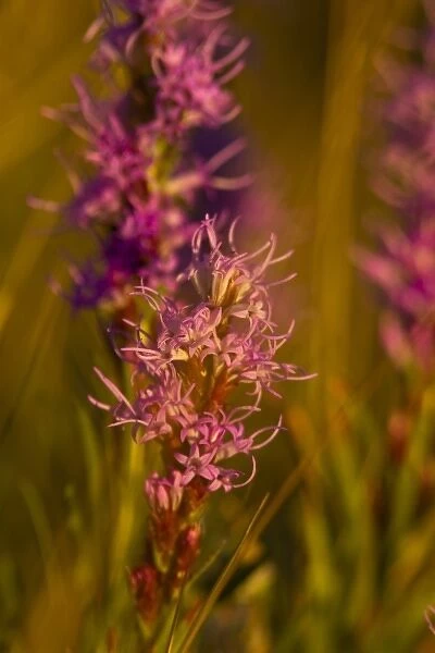 Dotted gayfeather wildflowers in the prairie near Augusta, Montana, USA