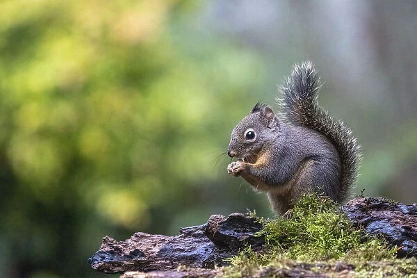 Douglas Squirrel standing on a log eating a nut