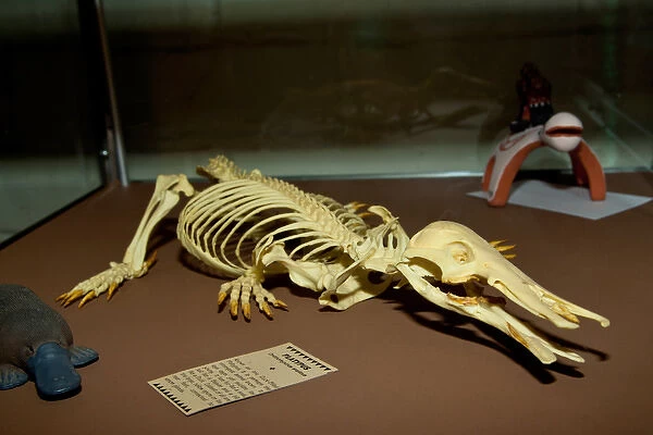 Duck Bill Platypus Skeleton, Ornithorhynchus anatinus, Native to Australia