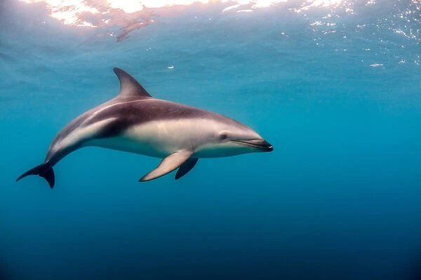Dusky Dolphin off of Kaikoura, New Zealand