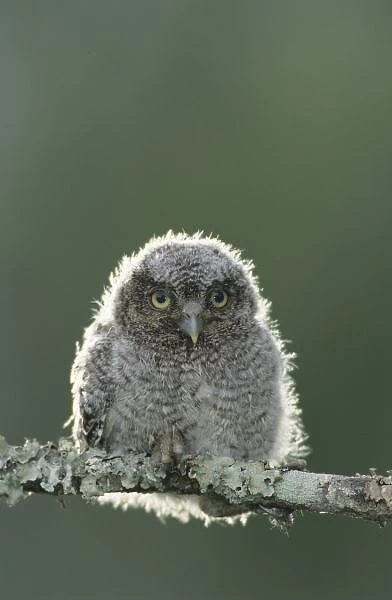 Eastern Screech-Owl, Megascops asio, Otus asio, young fledgling, Willacy County, Rio Grande Valley