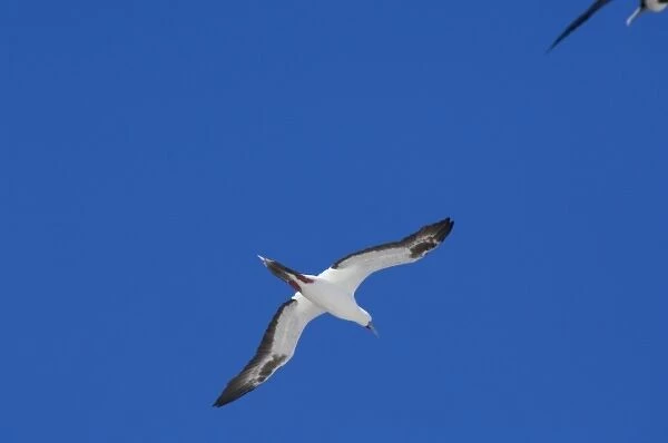 Ecuador, Galapagos. Genovesa Island aka Tower, Darwin Bay. Rare white plumage phase