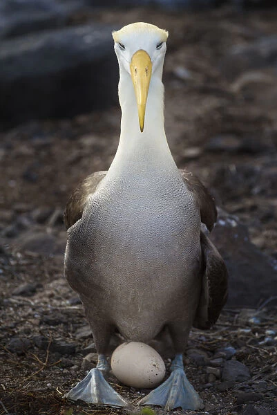 Ecuador, Galapagos Islands, Espanola Island. Waved albatross over egg