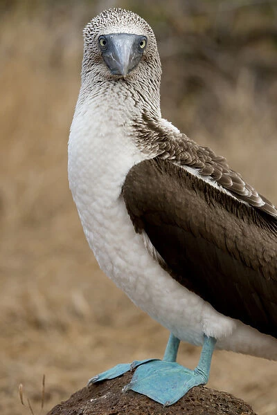 Ecuador, Galapagos, North Seymour. Blue-footed booby (WILD: Sula nexbouxii excisa)