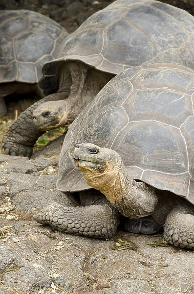 Ecuador, Galapagos, Santa Cruz. Charles Darwin Research Center. Giant Galapagos tortoise