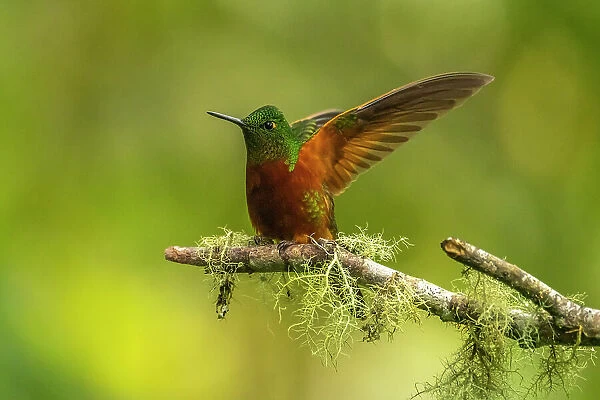 Ecuador, Guango. Chestnut-breasted coronet hummingbird close-up