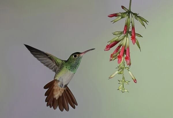 Ecuador, Tandayapa Bird Lodge. Rufous-tailed hummingbird flies to red flowers to feed