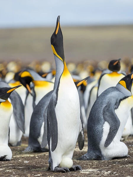 Egg being incubated by adult King Penguin while balancing on feet, Falkland Islands