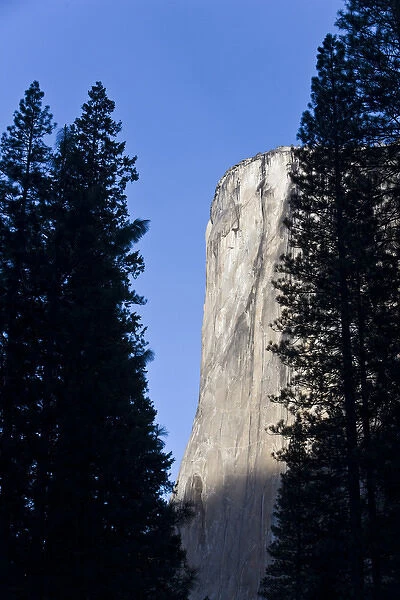 El Capitan as seen through pine trees in Yosemite valley - Yosemite National Park
